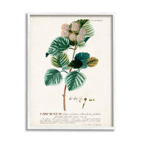 Trinx Botanical Plant Illustration Seeds Vintage Design Canvas Wall Art By World Art Group