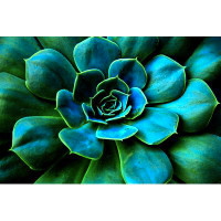 Ebern Designs Succulent Plant Flower by - Wrapped Canvas Photograph
