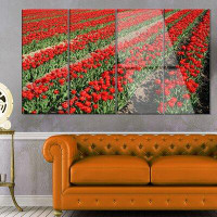 Design Art 'Rows of Red Tulip Flowers' 4 Piece Photographic Print on Metal Set