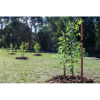 Ebern Designs New Trees Planted