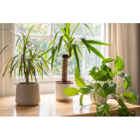 Ebern Designs House Plants