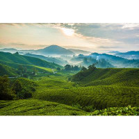 Loon Peak Cameron Highlands Tea Plantation