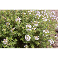 Hokku Designs Medicinal And Aromatic Plant.(Thyme) by Inahwen - Wrapped Canvas Photograph