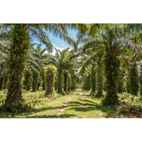 Millwood Pines Khadeshia Oil Palm Plantation
