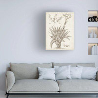Gracie Oaks Vision Studio 'Sepia Exotic Plants IV' Canvas Art