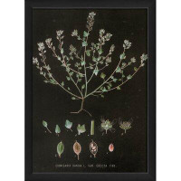August Grove Cochlearia Danica Vintage Plant Study Framed Graphic Art