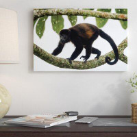 East Urban Home Black Howler Monkey, Sarapiqui, Heredia Province, Costa Rica by Panoramic Images - Gallery-Wrapped Canva