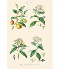 Buyenlarge 'Spice Plants. Nutmeg Cinnamon Clove Allspice or Pimento' by William Rhind Graphic Art