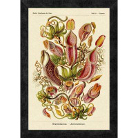 Global Gallery 'Haeckel Nature Illustrations: Pitcher Plants' by Ernst Haeckel Framed Vintage Advertisement