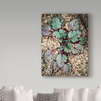 Trademark Fine Art 'Desert Rock Plant' Photographic Print on Wrapped Canvas