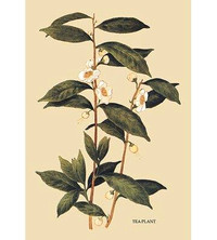 Buyenlarge Tea Plant #1 Graphic Art