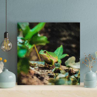Gracie Oaks Macro Photography Of Green And Brown Frog On Green Plant - 1 Piece Square Graphic Art Print On Wrapped Canva