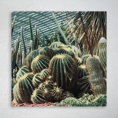Foundry Select View Photography Of Green Cactus Plants - 1 Piece Square Graphic Art Print On Wrapped Canvas