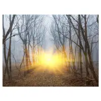 Made in Canada - Design Art 'Yellow Sun Rays in Misty Forest' Photographic Print on Wrapped Canvas