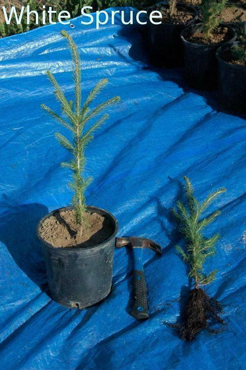 Budget priced trees & shrubs: Spruce, pine, larch, poplar, willow seedlings. Native trees & shrubs  May Delivery. in Plants, Fertilizer & Soil in Alberta - Image 4