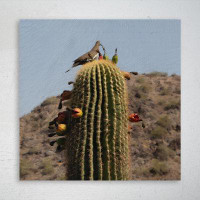 Dakota Fields Green Cactus Plant During Daytime 14 - 1 Piece Square Graphic Art Print On Wrapped Canvas