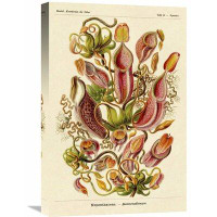 Global Gallery 'Haeckel Nature Illustrations: Pitcher Plants' by Ernst Haeckel Vintage Advertisement on Wrapped Canvas