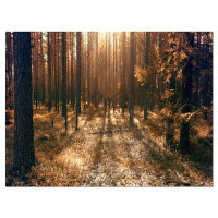 Made in Canada - Design Art Dark First Snow Forest Photo - Wrapped Canvas Photograph Print