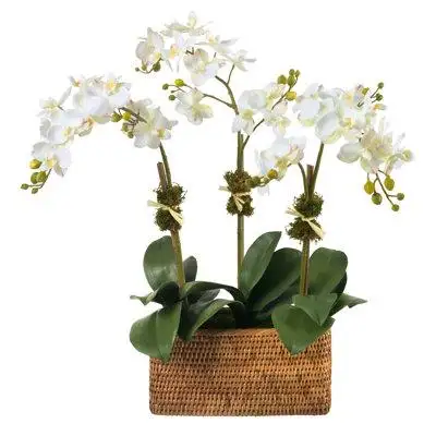 Diane James Home White Phalaenopsis Orchid, 3 Stems, In Rattan Basket