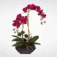Bayou Breeze Phalaenopsis Orchid with Artificial Succulents Floral Arrangement in Planter