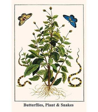 Buyenlarge Butterflies Plant and Snakes by Albertus Seba - Graphic Art Print