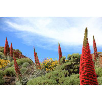 Ebern Designs Desireah Tenerife Plants by - Wrapped Canvas Photograph