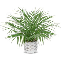 Primrue Galilee 15.7'' Faux Palm Plant in Pot