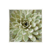 Stupell Industries Stupell Industries Succulent Plant Abstract View Wall Plaque Art By Lindsay Benson-au-738