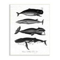 Stupell Industries Marine Wildlife Whales Drawings Diagram Weathered Pattern Wall Plaque Art By Lettered And Lined