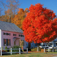 Autumn Blaze Red Maples 14+ Feet **NURSERY GROWN**