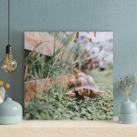 Bayou Breeze Brown And Black Turtle On Brown Wooden Bench - 1 Piece Square Graphic Art Print On Wrapped Canvas