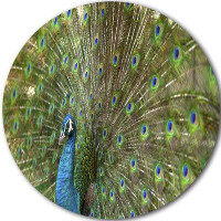Design Art 'Beautiful Peacock with Feathers' Photographic Print on Metal
