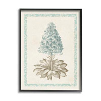 Stupell Industries Vintage Plant Nature Study Giclee Art By Vision Studio