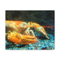 Dovecove Lobster Stretched - Wrapped Canvas Illustration