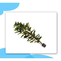 Primrue Plant Natural Feel Leaves-Realistic Indoor Potted Topiary Décor