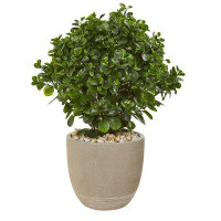 Alcott Hill 30in. Peperomia Artificial Plant in Sand Stone Planter UV Resistant (Indoor/Outdoor)