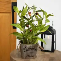 Northlight Seasonal Artificial Olive Plant In Rustic Pot With Handles - 14"