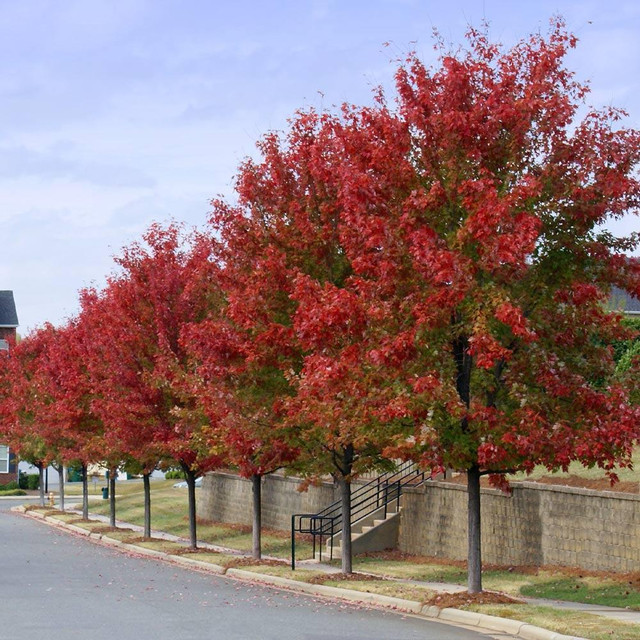 Autumn Blaze Maple Trees **NURSERY DIRECT** 15+ FEET TALL in Plants, Fertilizer & Soil in Toronto (GTA) - Image 2