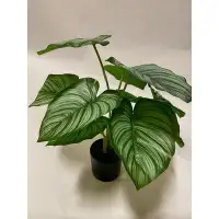 Primrue Calathea Plant 18" Black (Set Of 2)