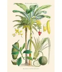 Buyenlarge Plants Used as Food. Date Banana Jack Fruit Pandanus by William Rhind - Graphic Art Print