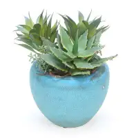 Highland Dunes 4" Artificial Agave Succulent in Pot