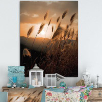 Millwood Pines Beachgrass In Motion At Sunset - Plants Canvas Art Print