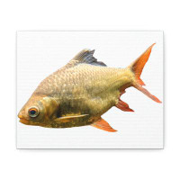Rosecliff Heights Yellow Fish Stretched Canvas