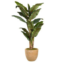 Greyleigh™ Banana Leaf Tree in Planter