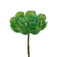 Primrue Small Echeveria Desktop Succulent Plant
