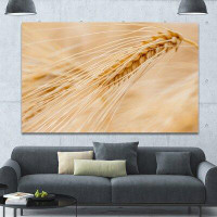 Made in Canada - Design Art 'Cereal Plants Barley' Photographic Print on Wrapped Canvas