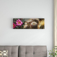 East Urban Home 'Close-Up of Assorted Cactus Plants I' Photographic Print on Canvas