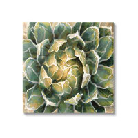 Stupell Industries Stupell Industries Leafy Succulent Plant Nature Canvas Wall Art By Lindsay Benson