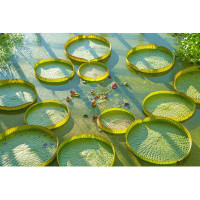 Ebern Designs Aquatic Plants by - Wrapped Canvas Photograph