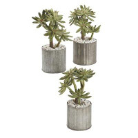 Primrue Succulents In Tall Round Zinc Vases - Set Of 3